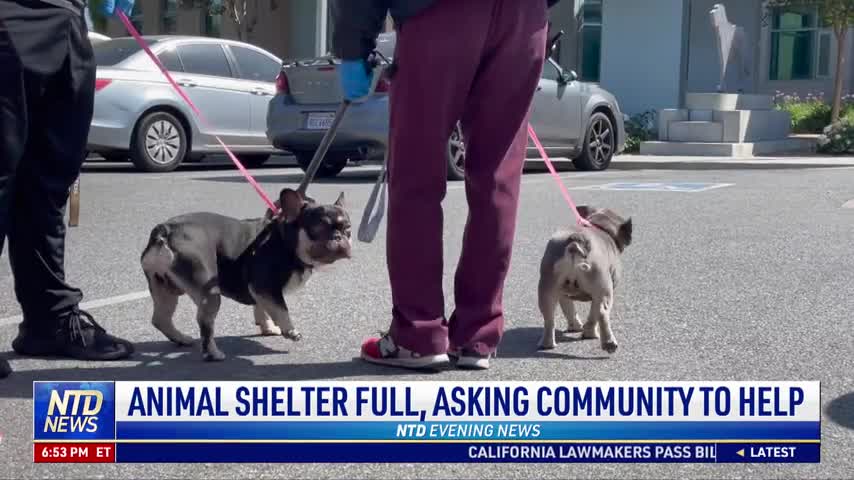Animal Shelter Full, Asking Community to Help