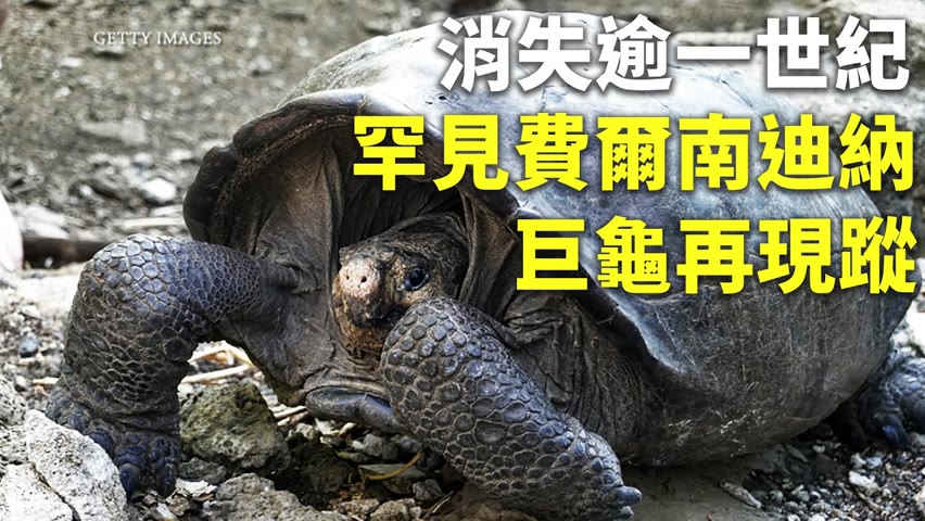 消失逾一世紀 罕見費爾南迪納巨龜再現蹤 - 已滅絕動物再現 - 新唐人亞太電視台