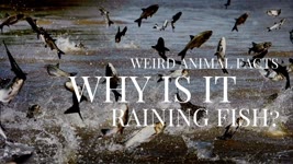 Why is it Raining Fish? | Weird Animal Facts #2