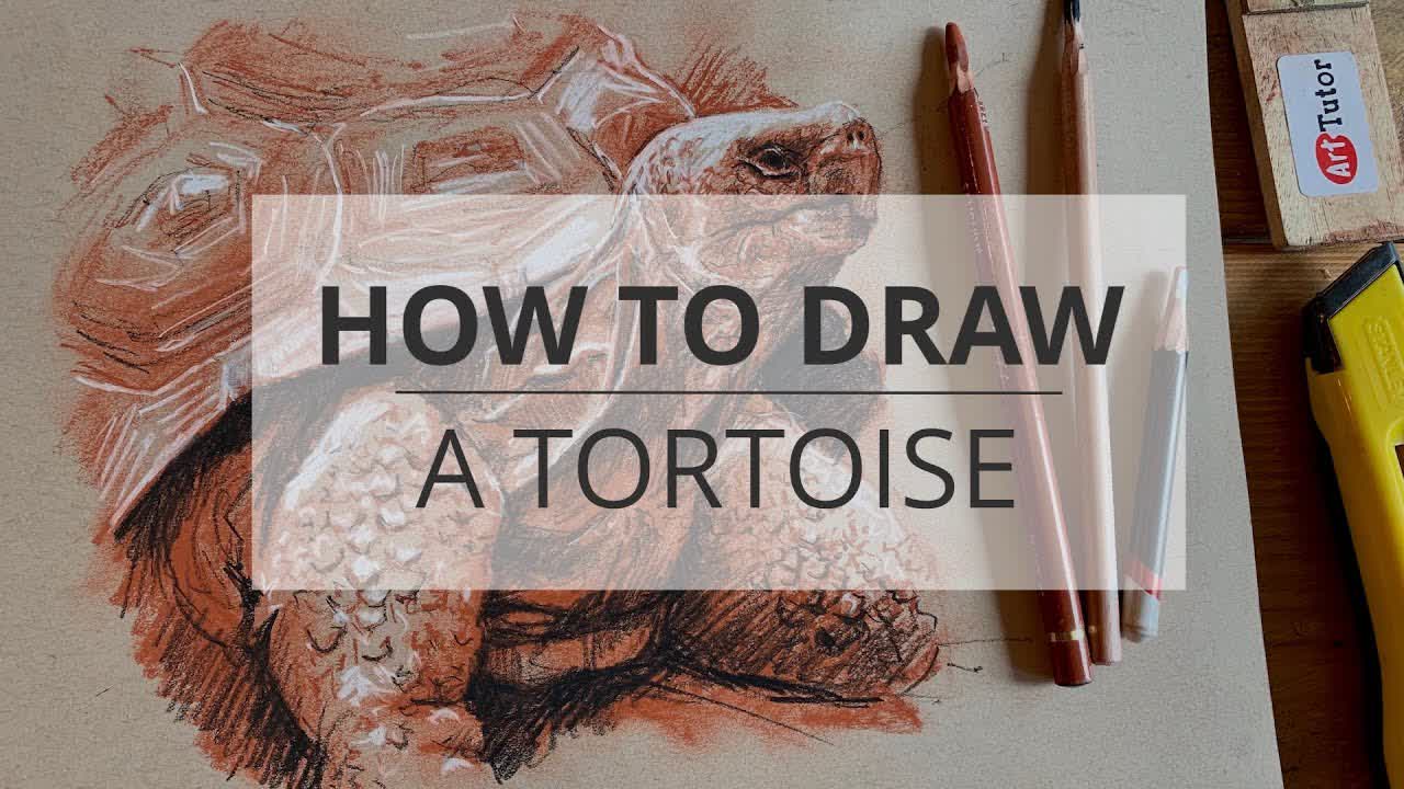 How to Draw a Tortoise - Drawing & Charcoal Lesson for Beginners