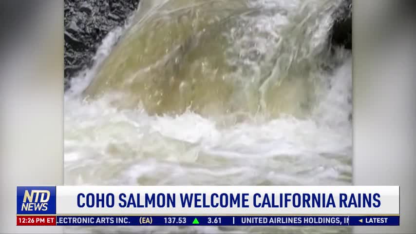 Coho Salmon Welcome California Rains