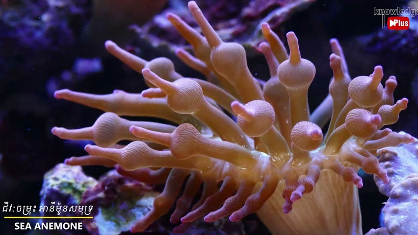 Sea anemone - KnowledgePlus Daily