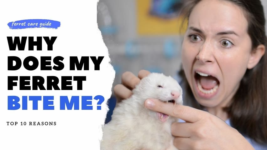Ferret BITING Explained |  Top 10 Reasons Your Ferret Bites Hard