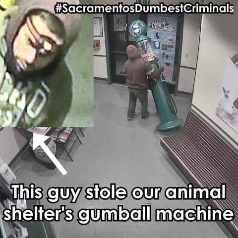 'Dumbest Criminal' Goes to Great Lengths to Steal Gumball Machine From Animal Shelter