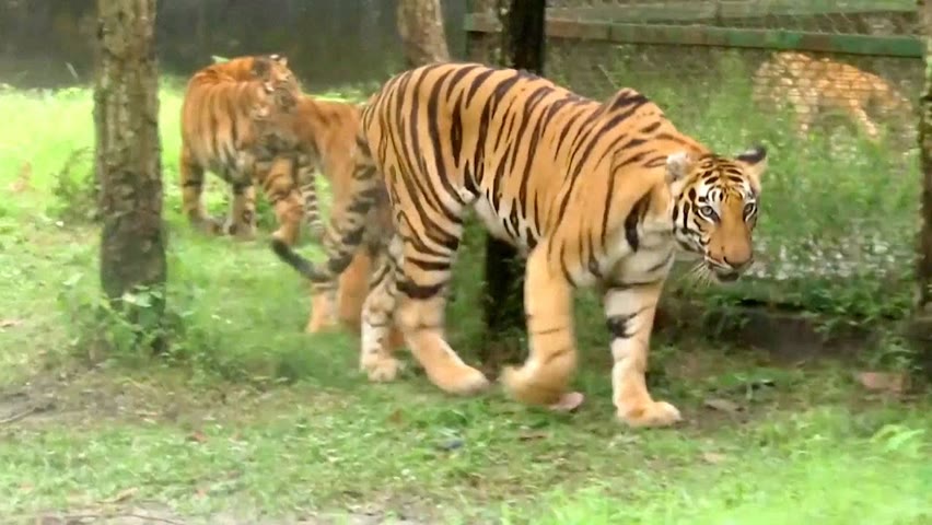 Редкие бенгальские тигрята дебютируют в зоопарке в Индии