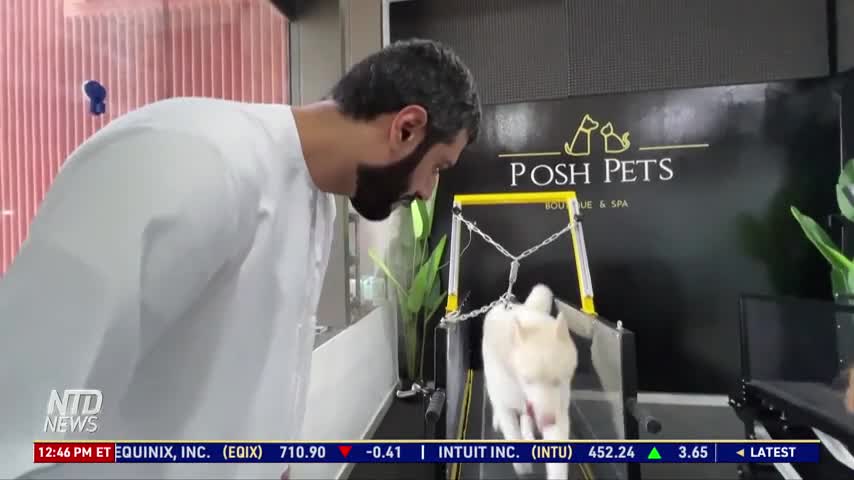 First Indoor Dog Gym Opens in UAE