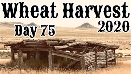 Wheat Harvest 2020 - Day 75
