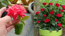 How to grow Rose ,Grow rose cuttings Faster Using this techniques and get 100% Success ,Rose plant