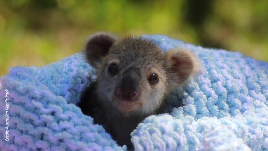 Koala Joey Elsa Melts Hearts at Australian Zoo as Keepers Forced to Intervene in Her Care