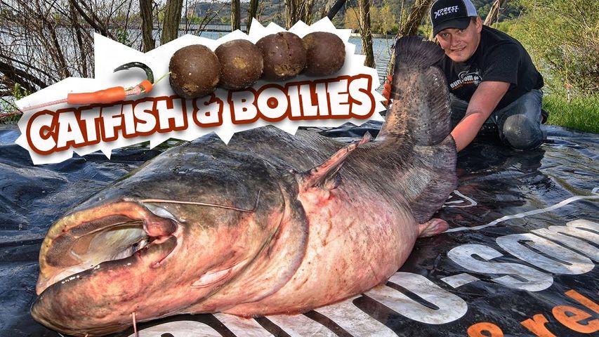 How to Catch Catfish with Boilies