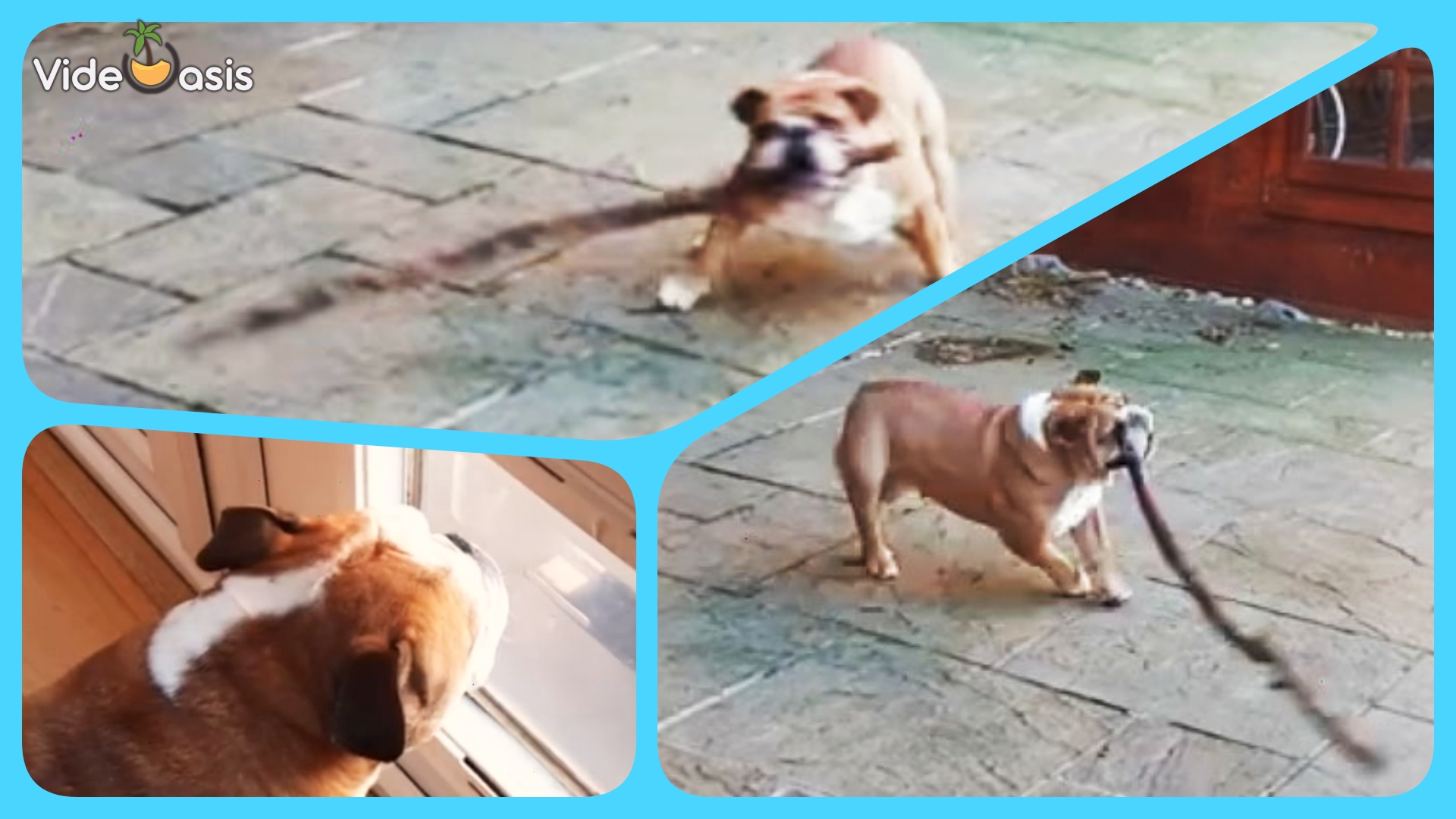 Bulldog Runs in Circles with a Stick ｜VideOasis