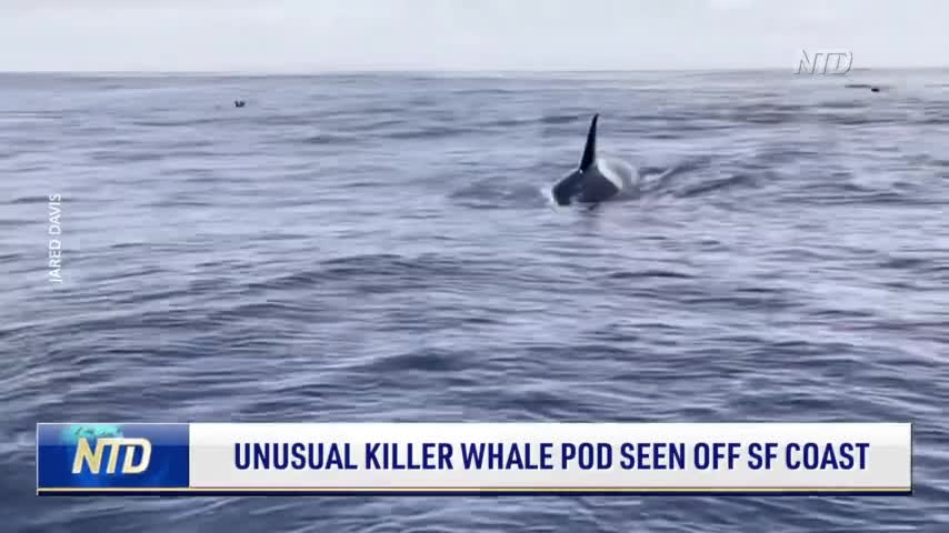 Unusually Large Pod of Killer Whale Spotted Off San Francisco Coast
