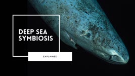 Deep Sea Symbiosis | The Key to Survival
