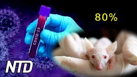 Labbtillverkad covid dödar 80 procent av mössen