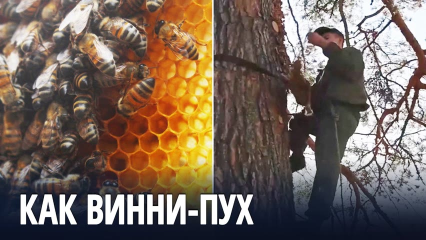 Башкирец залезает на деревья, чтобы добыть мёд диких пчёл