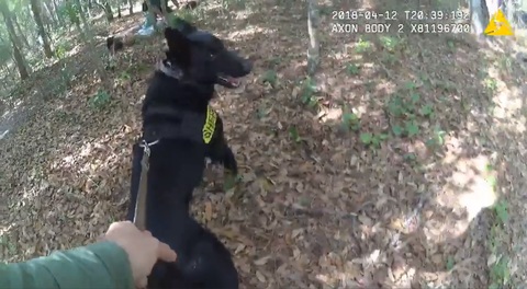 K-9 Takes Down His First Suspect—Here's the Bodycam Video