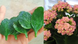 How to grow kalanchoe flower, kalanchoe cuttings,How to propagate kalanchoe from leaves