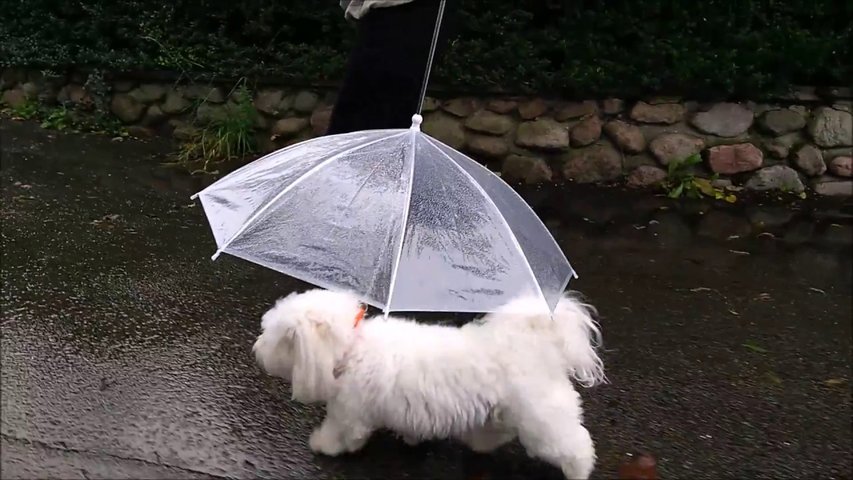 Dogbrella in Action!