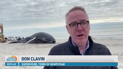 Humpback Whale Washes Ashore on New York Beach
