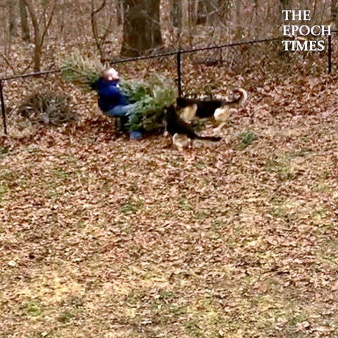 Dogs Use All Their Might to Stop Owner From Throwing Away Christmas Tree