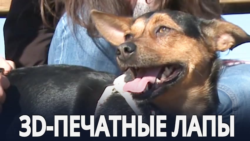 Поляк тратит всю стипендию, чтобы помочь собакам-инвалидам