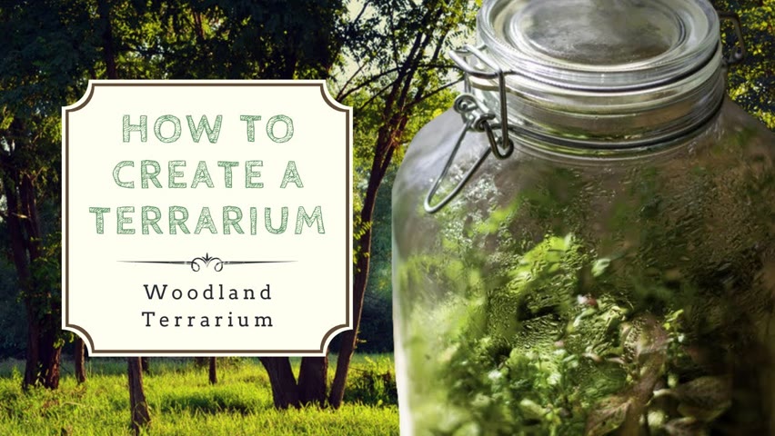 How to Create a Closed Terrarium | Ecosystem in a Jar