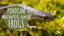 PondCam - Underwater Footage (Newts/Frogs)