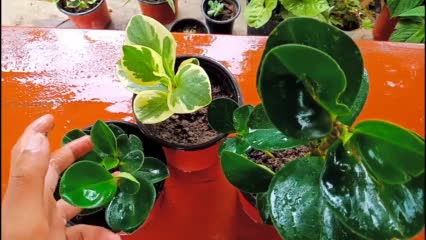 Peperomia Propagation From Leaves || How To Propagate Peperomia Plants
