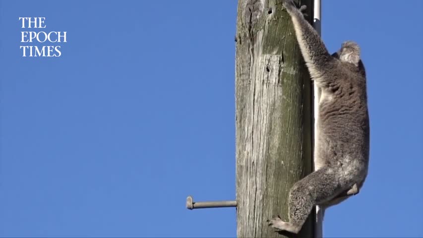 Koala Stuck Up Power Pole for 2 Days Rescued With Cherry Picker