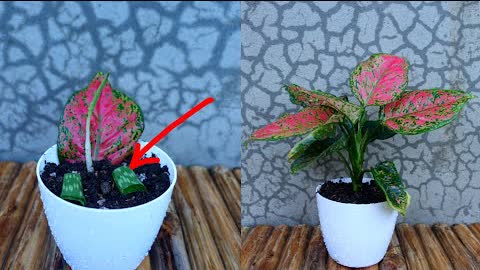 How to grow and care Aglaonema in easy and simple way with updates
