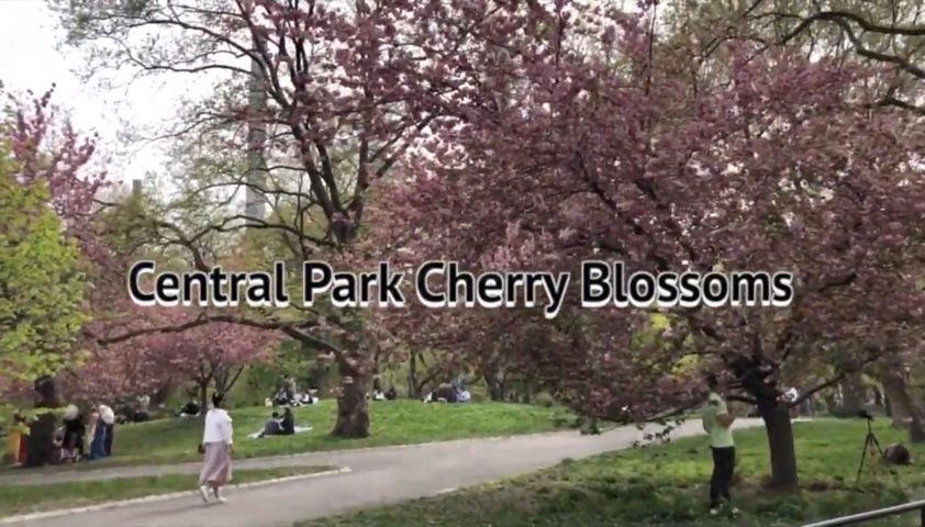 Central Park Cherry Blossoms_中央公园🌸樱花节_Bethesda Fountain /The Met/An Angel of This World（天使在人间第9期）