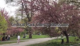 Central Park Cherry Blossoms_中央公园🌸樱花节_Bethesda Fountain _The Met_Sheep Meadow_城市花园_曼哈顿公园（天使在人间第11期）