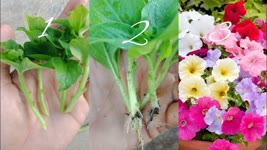 How To grow Petunia | Petunia plant propagation from Cuttings ,How to grow petunia from cuttings
