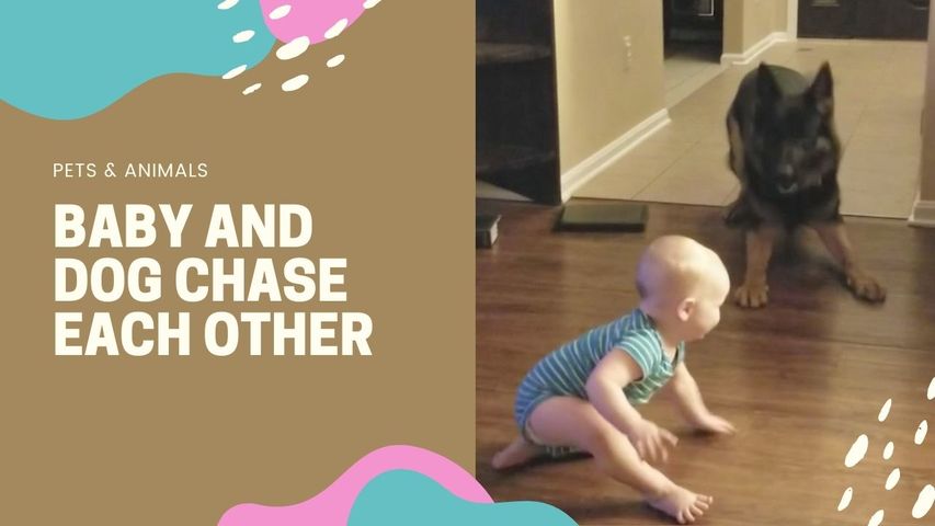 BABY AND DOG CHASE EACH OTHER
