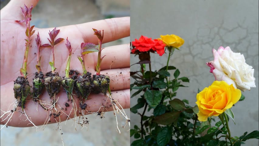Try to grow roses from seeds | How to grow roses from seeds