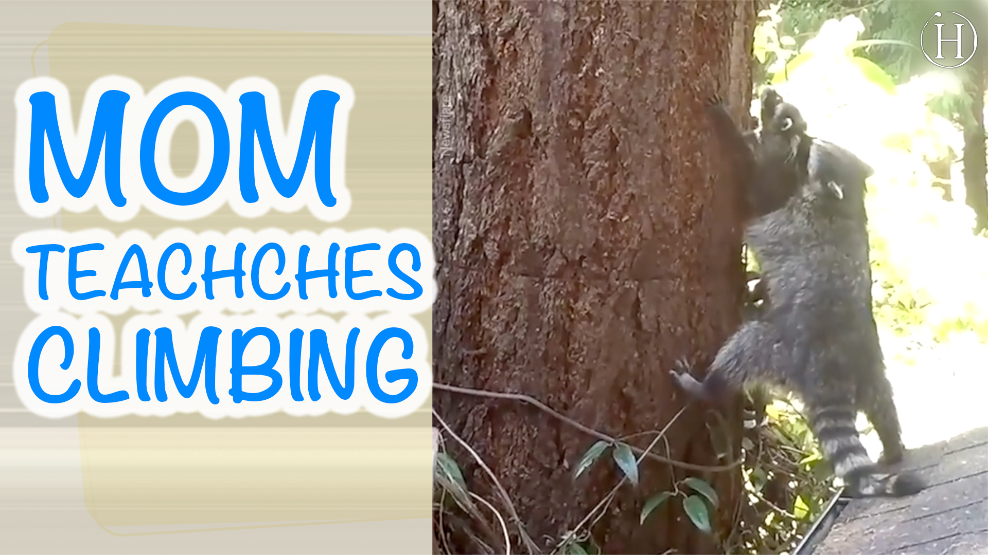 Mama Raccoon Teaches Baby to Climb Tree | Humanity Life