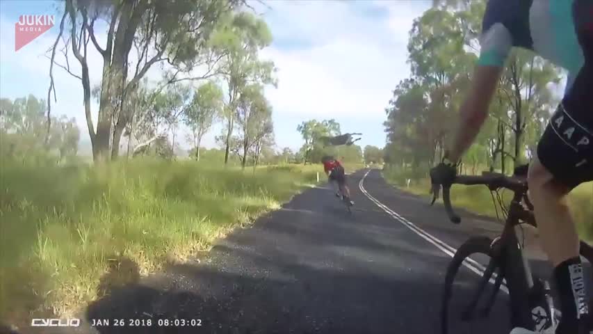 Kangaroo Attacks Cyclist