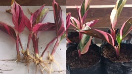 Stromanthe Trioster Propagation|how to divide Stromanthe Trioster plant