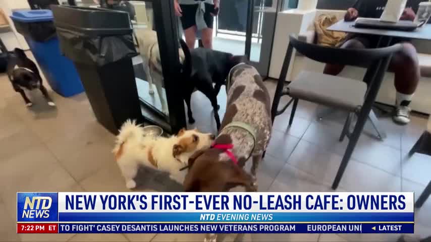 New York's First-Ever No-Leash Cafe: Owners