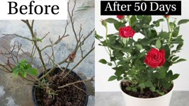 Rose Plant Care | How to Care Unhealthy Rose Plant | Best way to Care Rose Plant 100% Successful