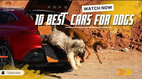 10 BEST CARS FOR DOG OWNERS