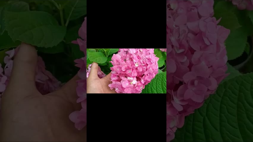 Hydrangea flowering in my garden #shorts #shortvideo #shortsfeed #youtubeshorts #youtube