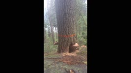 Lumberjack Runs Away as Tree Splits during Cut