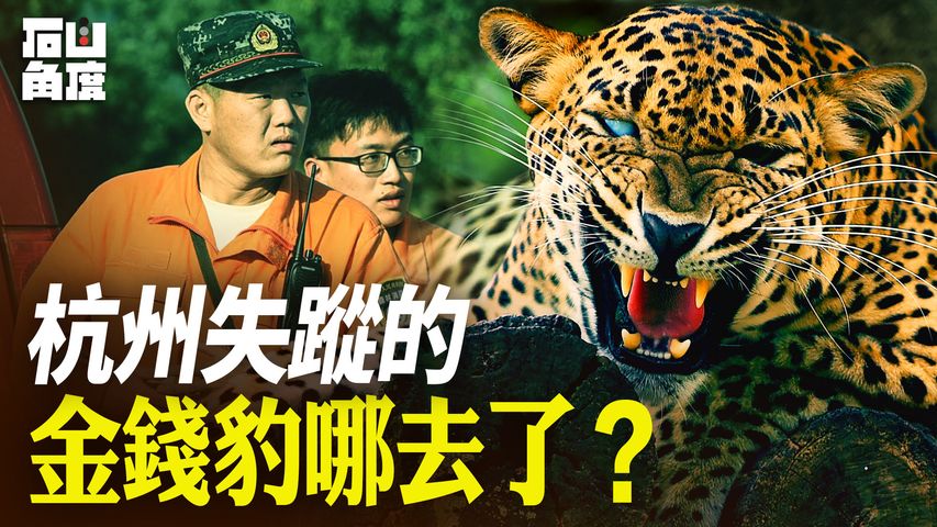 杭州三豹出逃，兩隻被捕一隻失蹤，石山分析失蹤豹下落，要從中共體制上找原因？【石山角度】(有冇搞錯國語)| 2021.5.20