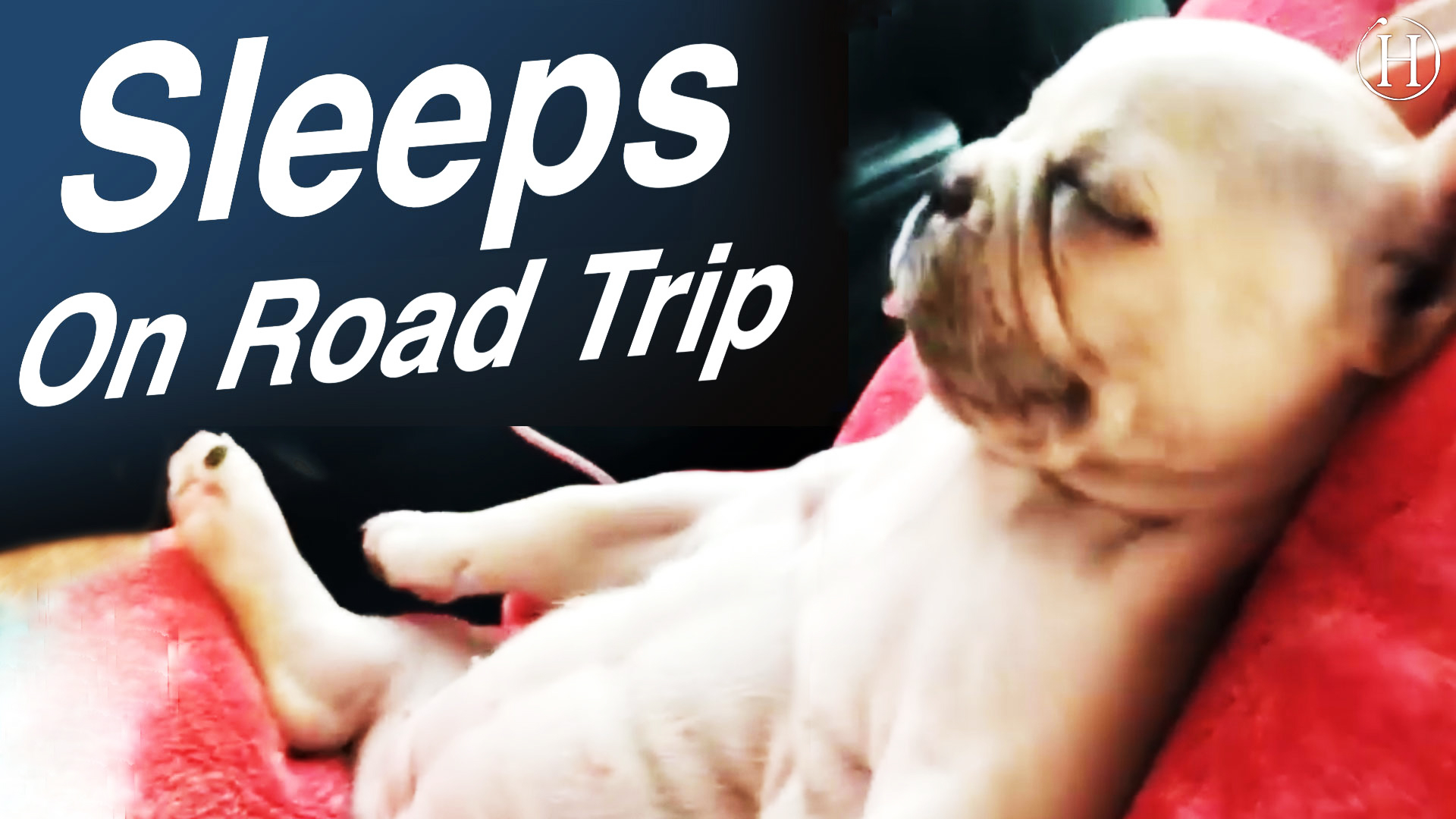 French Bulldog Sleeps On Road Trip | Humanity Life