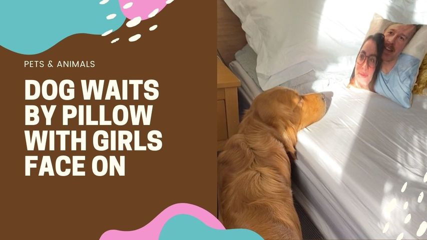 DOG WAITS BY PILLOW WITH GIRLS FACE ON