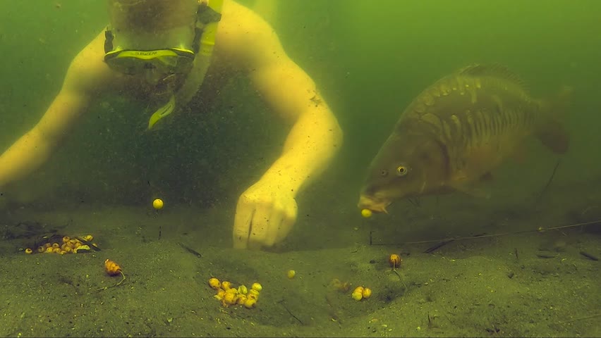 Compilation of carp getting hooked underwater.