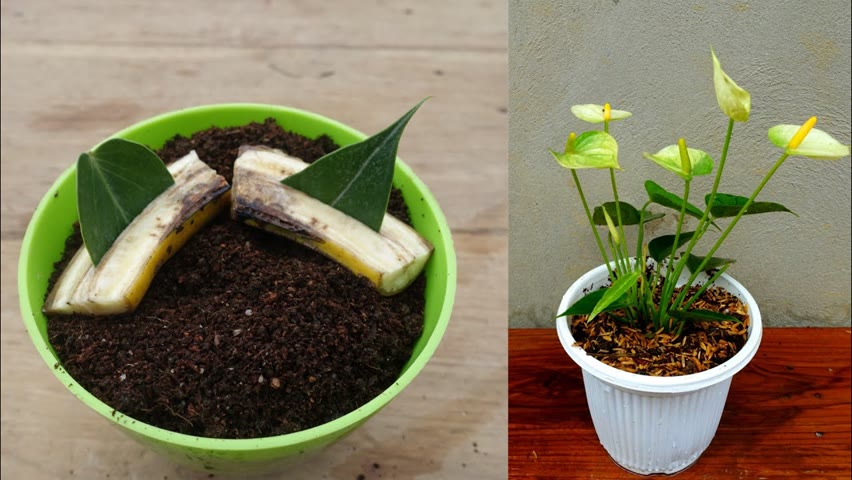 How to grow anthurium from leaf simple and effective