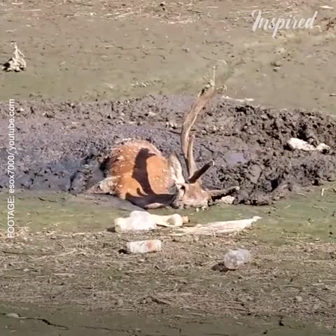 A Wonderful Rescue of a Thirsty Buck