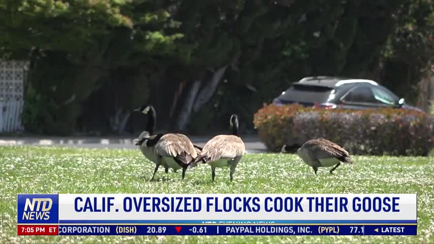 California Oversized Flocks Cook Their Goose